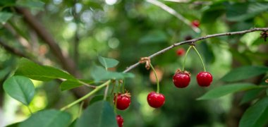 Bahçedeki bir ağaçtaki kırmızı kirazlar, yeşil yapraklar 