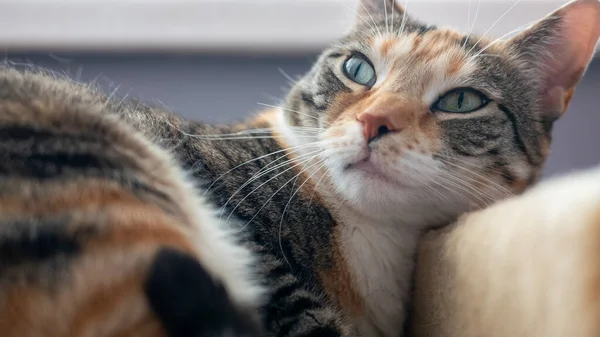 Милый Многоцветный Персиковый Красный Серый Кот Большими Глазами — стоковое фото