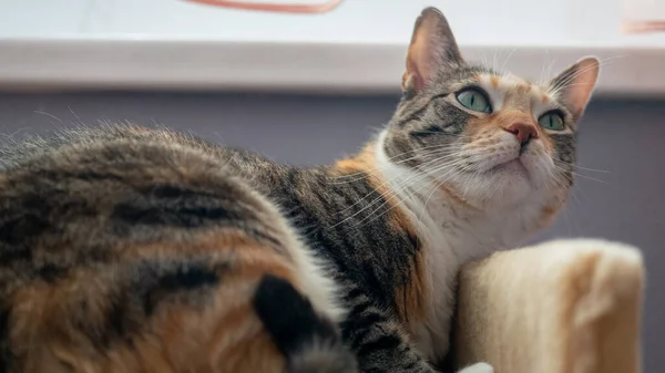 Carino Multicolore Pesca Rosso Gatto Grigio Con Gli Occhi Grandi — Foto Stock