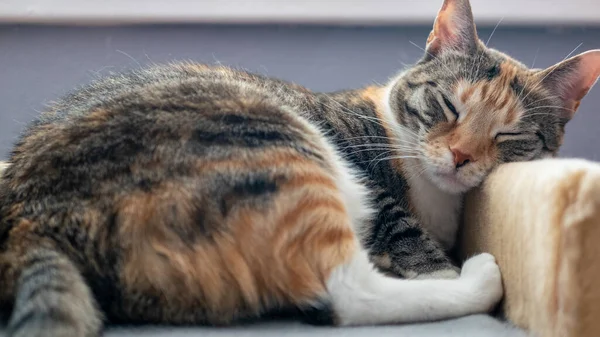 Niedliche Mehrfarbige Pfirsichrote Graue Katze Mit Großen Augen — Stockfoto