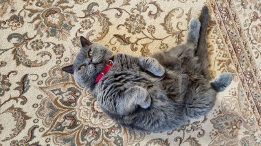 Gri tüylü, oynak kedi yerde yatıyor.