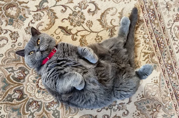 Grey Fluffy Playful Cat Lying Floor Carpet — Stock Photo, Image