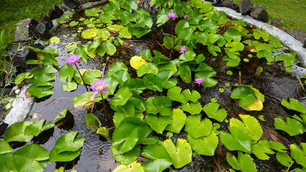 Beautiful Bright Colorful Water Lilies Pond Green Leaves — Fotografia de Stock