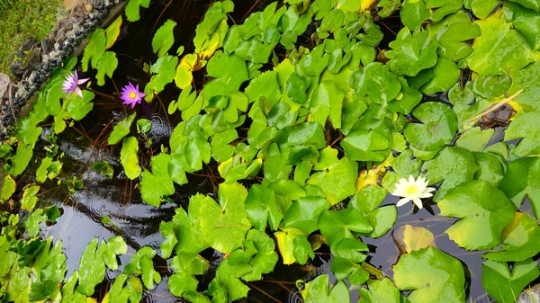 Beautiful Bright Colorful Water Lilies Pond Green Leaves — Stockfoto