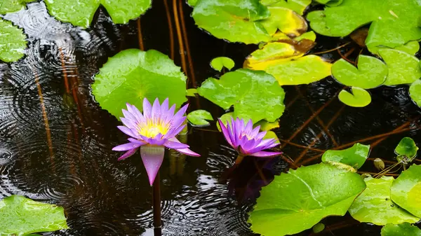 Красиві Яскраві Барвисті Водяні Лілії Ставку Зелене Листя — стокове фото