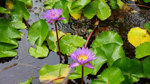 Beautiful Bright Colorful Water Lilies Pond Green Leaves — Stockfoto