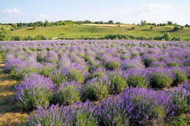 Güzel çiçek açan lavanta tarlaları, yeşil çayır ve mavi gökyüzü olan çalılar. Güzel manzara.
