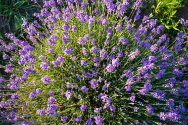 Bahçede güzel lavanta çiçekleri, yakın çekim, lavanta dikenleri