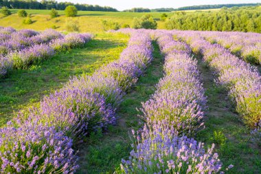 beautiful blooming lavender fields, bushes with green meadow and blue sky. beautiful landscape.