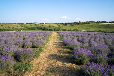 beautiful blooming lavender fields, bushes with green meadow and blue sky. beautiful landscape.