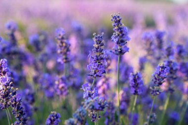 beautiful lavender flowers in the garden, close up shot, lavender spikelet