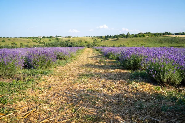 Beautiful Blooming Lavender Fields Bushes Green Meadow Blue Sky Beautiful — Fotografia de Stock