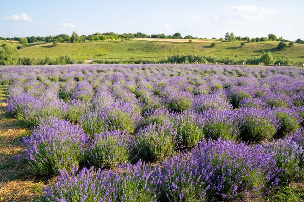 beautiful blooming lavender fields, bushes with green meadow and blue sky. beautiful landscape.