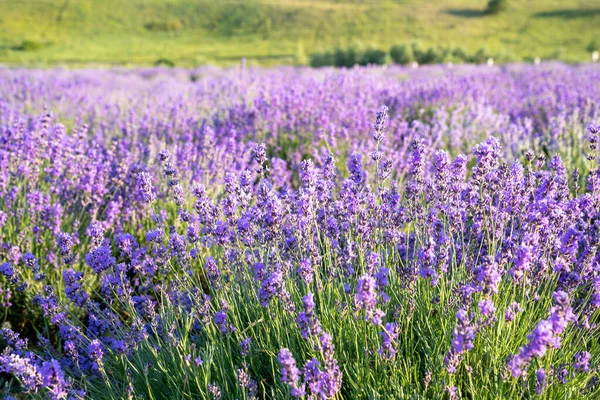 ดอกไม ลาเวนเดอร สวยงามในสวน งใกล กเก ลลาเวนเดอร — ภาพถ่ายสต็อก