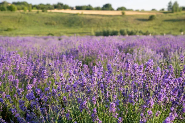 Lindas Flores Lavanda Jardim Close Shot Espigueta Lavanda — Fotografia de Stock