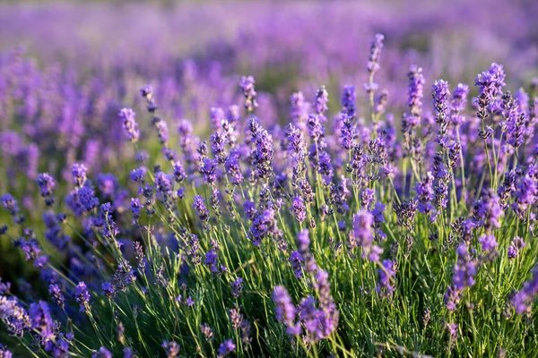 Beautiful Lavender Flowers Garden Close Shot Lavender Spikelet — Fotografia de Stock