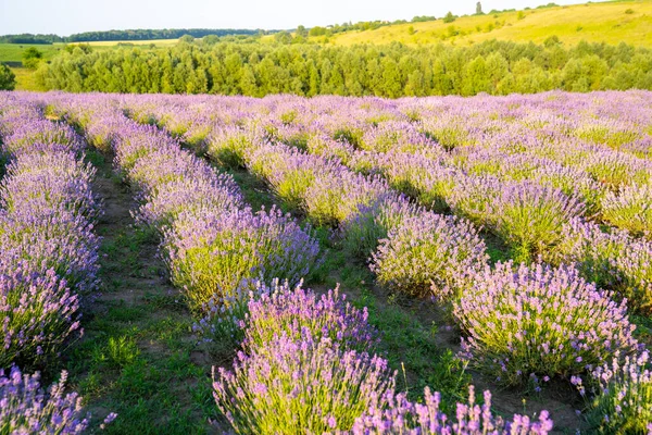 Beautiful Blooming Lavender Fields Bushes Green Meadow Blue Sky Beautiful — Fotografia de Stock