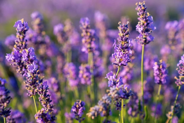 Beautiful Lavender Flowers Garden Close Shot Lavender Spikelet — Fotografia de Stock