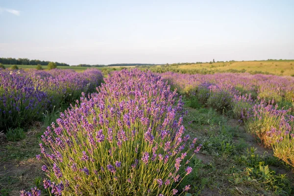 Beautiful Blooming Lavender Fields Bushes Green Meadow Blue Sky Beautiful — Fotografia de Stock