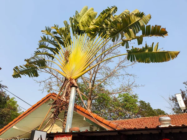 Ravenala Madagascariensis Powszechnie Znane Jako Drzewo Podróżnika Palma Podróżnika Lub — Zdjęcie stockowe