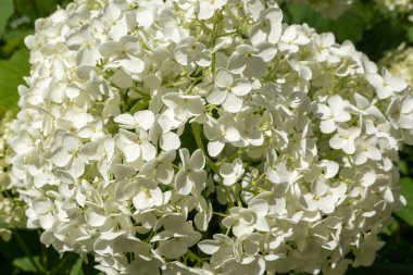 beautiful green hydrangea macrophylla flowers in the garden, gardening concept, home decor and comfort