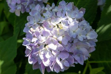 beautiful violet hydrangea macrophylla flowers in the garden, gardening concept, home decor and comfort
