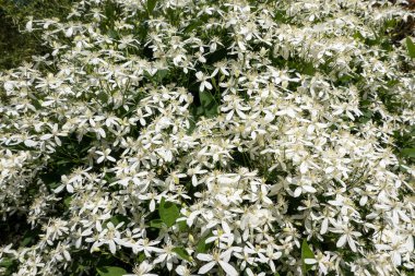 beautiful white flowers growing outdoors in the garden, background concept, patterns of flowers, texture, wedding wall bush, color of peace