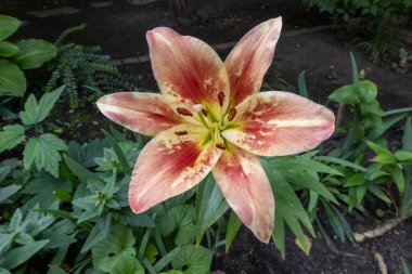 beautiful pink coral lily flower in the garden, background concept, home garden decoration, flower looks like it is painted
