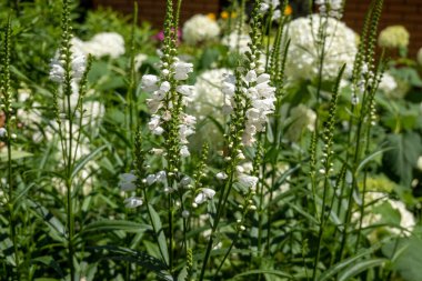 beautiful botanical shot, natural wallpaper. Physostegia virginiana flowers in the home garden 