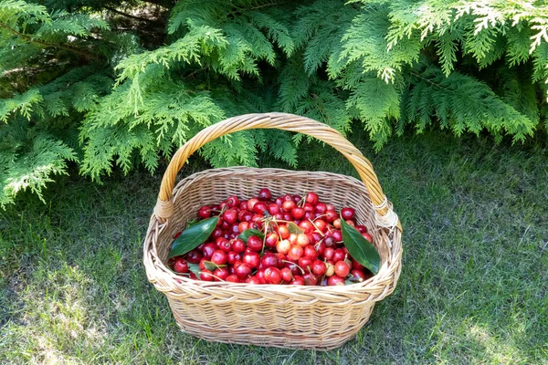 wooden wicker basket with harvest of ripe cherry under green picea tree in the home garden, concept of healthy eating, diet and lifestyle nutrition. Beautiful photography for web site, blog, magazine