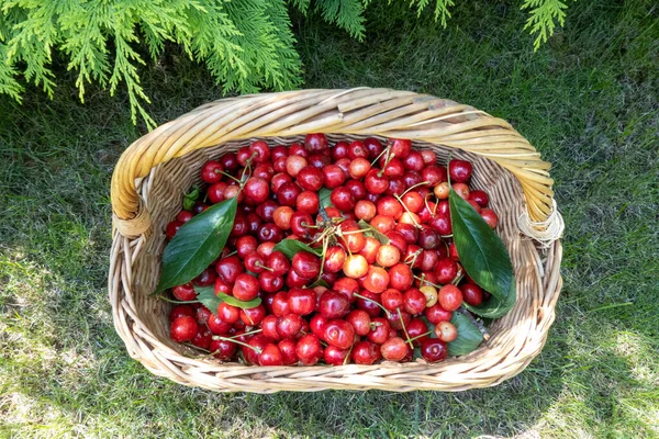 wooden wicker basket with harvest of ripe cherry under green picea tree in the home garden, concept of healthy eating, diet and lifestyle nutrition. Beautiful photography for web site, blog, magazine