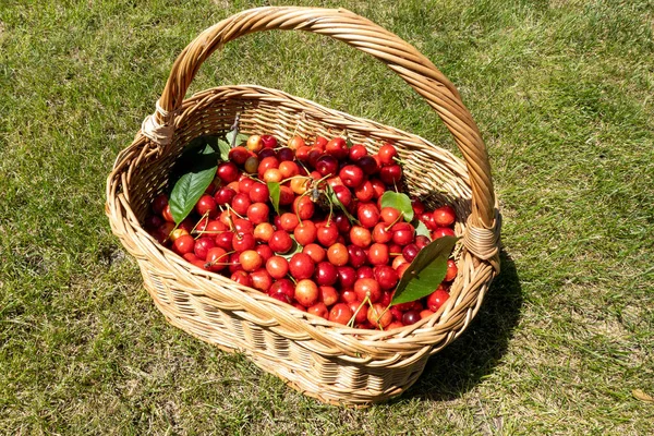close up of wooden wicker basket with harvest of ripe cherry on the green grass in the home garden, concept of healthy eating, diet and lifestyle nutrition. Beautiful photography for web site, blog, magazine