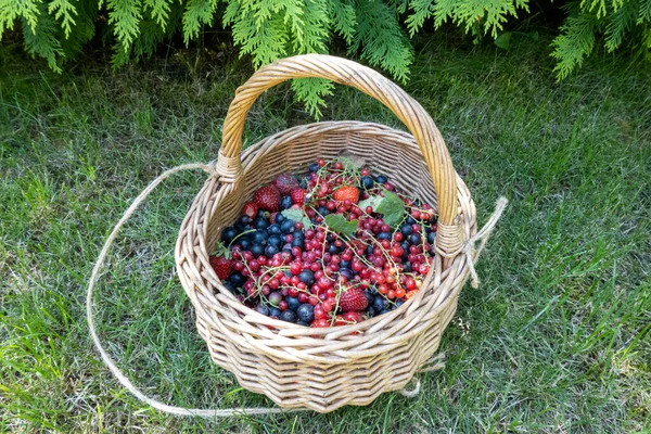 close up of wooden wicker basket with harvest of ripe berries on the green grass in the home garden, concept of healthy eating, diet and lifestyle nutrition. Beautiful photography for web site, blog