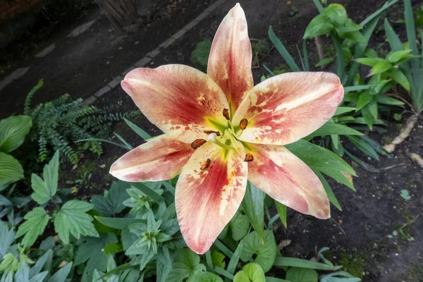 Beautiful Pink Coral Lily Flower Garden Background Concept Home Garden — стоковое фото