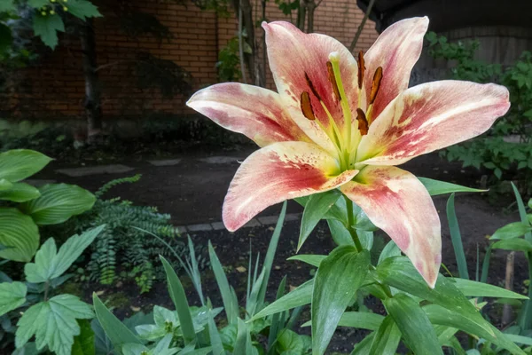 Beautiful Pink Coral Lily Flower Garden Background Concept Home Garden —  Fotos de Stock