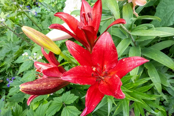 Beautiful Dark Red Lily Flower Garden Background Concept Home Garden — стоковое фото