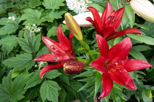 Beautiful Dark Red Lily Flower Garden Background Concept Home Garden — Stock fotografie