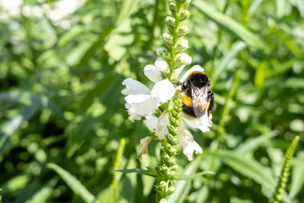 close up of a bumble bee collecting nectar on a white flower petal, bee in the garden in natural habitat. Concept of wild nature insects. Beautiful photography for web site, blog, shop, catalogue or magazine. National geographic photo idea