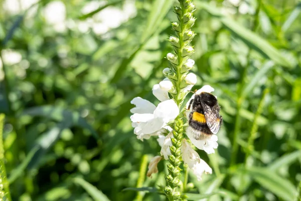close up of a bumble bee collecting nectar on a white flower petal, bee in the garden in natural habitat. Concept of wild nature insects. Beautiful photography for web site, blog, shop, catalogue or magazine. National geographic photo idea