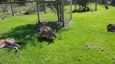 kangaroo resting on the grass in Caversham wildlife park, Australia, Perth