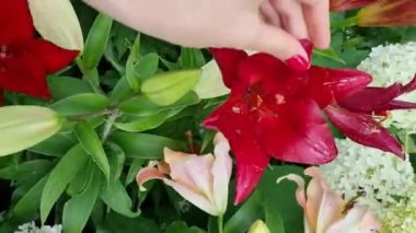 beautiful dark red lily flower in the garden, background concept, home garden decoration, flower looks like it is painted. Female hand is touching flower heads