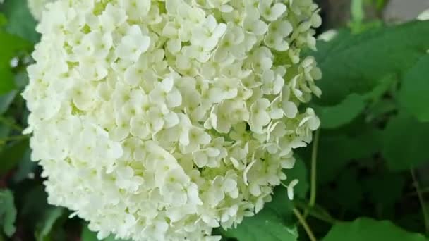 Beautiful Green Hydrangea Macrophylla Flowers Garden Gardening Concept Home Decor — Vídeo de stock