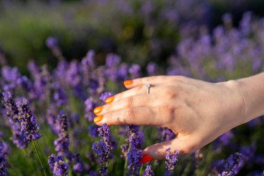 close-up hands of a woman holding purple lavender flowers bouquet. young girl hand manicure with engagement diamond ring, on the background of a purple lavender field