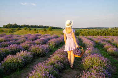 stylish beautiful young woman with hat on, wearing lilac dress, holds wooden basket with flowers in a lavender field. Concept of beauty and happiness. Matching colors trend lilac and violet.