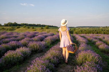 stylish beautiful young woman with hat on, wearing lilac dress, holds wooden basket with flowers in a lavender field. Concept of beauty and happiness. Matching colors trend lilac and violet.