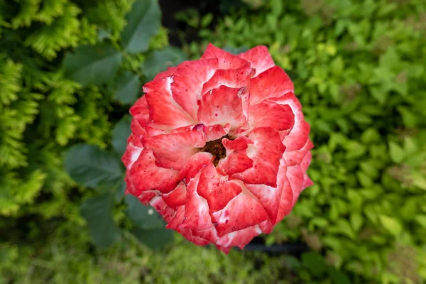 Beautiful Red White Multicolor Fire Rose Flower Head Garden Exterior — Stock fotografie