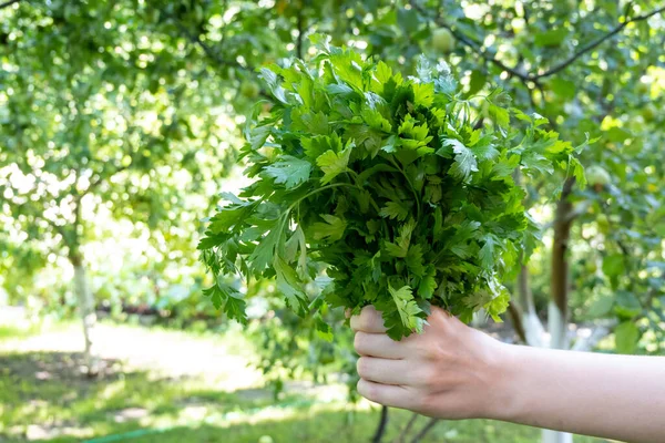 Woman Hand Holding Bunch Green Parsley Garden Concept Healthy Eating — Photo