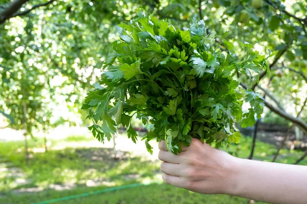 Woman Hand Holding Bunch Green Parsley Garden Concept Healthy Eating — Photo
