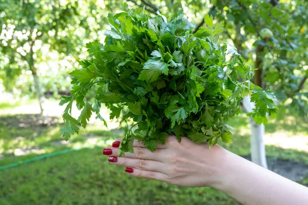 Woman Hand Holding Bunch Green Parsley Garden Concept Healthy Eating — Zdjęcie stockowe