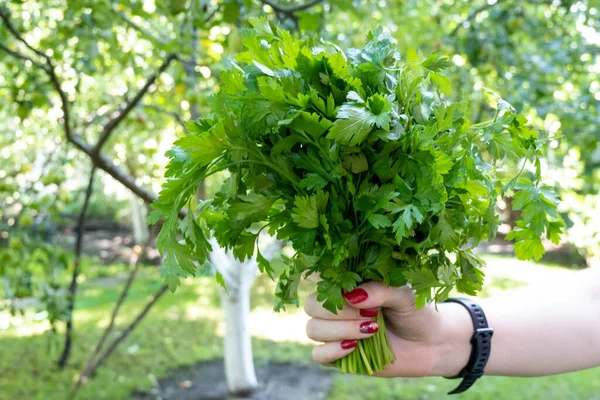 woman hand holding bunch of green parsley in the garden. Concept of healthy eating lifestyle diet nutrition. Promoting veganism. Eat clean eat green